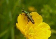 Take part in Bristol’s first Pesticide Amnesty