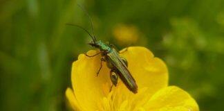 Take part in Bristol’s first Pesticide Amnesty