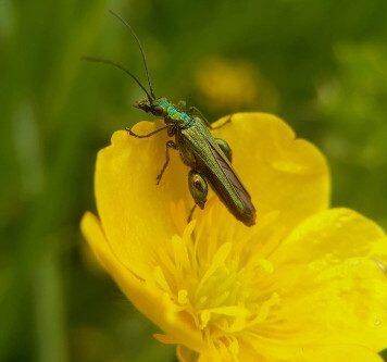 Take part in Bristol’s first Pesticide Amnesty