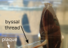 How mussels make a powerful underwater glue