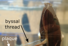 How mussels make a powerful underwater glue
