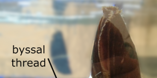 How mussels make a powerful underwater glue