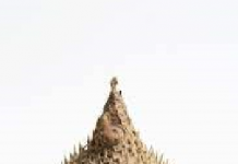 Pufferfish teaches business students lateral thinking