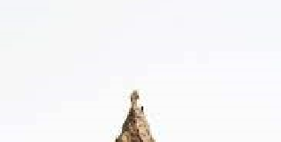 Pufferfish teaches business students lateral thinking