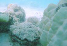 New study reveals economic impact of marine heatwaves