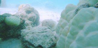 New study reveals economic impact of marine heatwaves