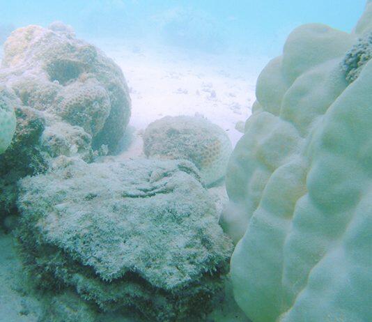 New study reveals economic impact of marine heatwaves