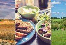 Grains overlooked as source of sustainable protein