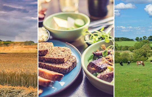 Grains overlooked as source of sustainable protein