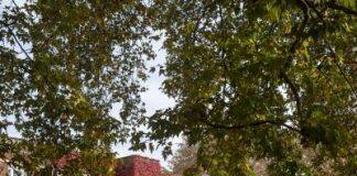 How Regent’s is moving towards a more sustainable future