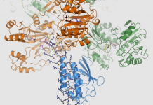 How bacteria create a piggy bank for the lean times