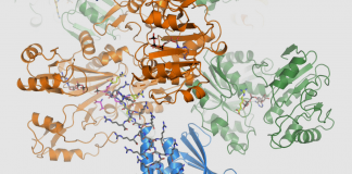 How bacteria create a piggy bank for the lean times
