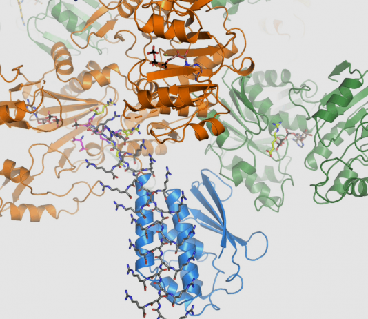 How bacteria create a piggy bank for the lean times