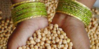 AI helps design the perfect chickpea