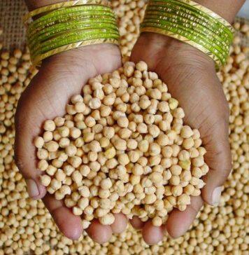 AI helps design the perfect chickpea