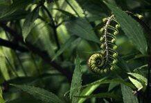 HRC funds study of mātauranga Māori (traditional knowledge) of nutrition-related wellbeing