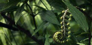 HRC funds study of mātauranga Māori (traditional knowledge) of nutrition-related wellbeing