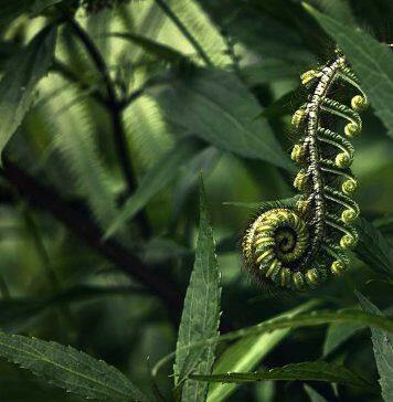 HRC funds study of mātauranga Māori (traditional knowledge) of nutrition-related wellbeing