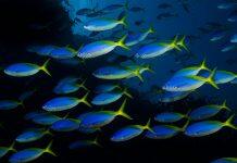 Ocean acidification and warming disrupts fish shoals