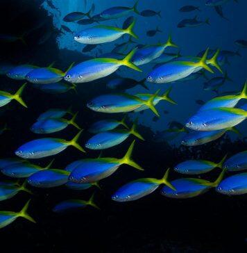 Ocean acidification and warming disrupts fish shoals
