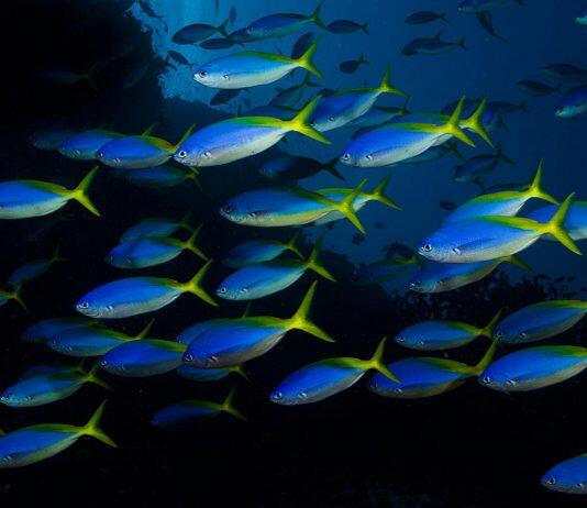 Ocean acidification and warming disrupts fish shoals