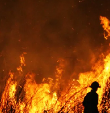 Black Summer bushfire season cost farmers up to $5 billion