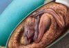 One-of-a-kind perfectly preserved dinosaur embryo discovered inside its fossilized egg