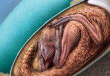 One-of-a-kind perfectly preserved dinosaur embryo discovered inside its fossilized egg