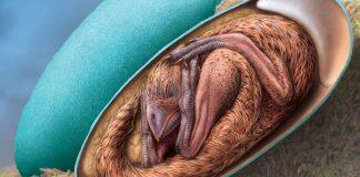 One-of-a-kind perfectly preserved dinosaur embryo discovered inside its fossilized egg