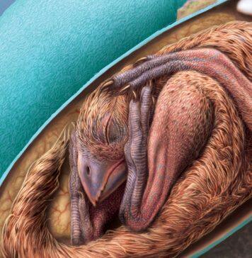 One-of-a-kind perfectly preserved dinosaur embryo discovered inside its fossilized egg