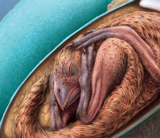 One-of-a-kind perfectly preserved dinosaur embryo discovered inside its fossilized egg