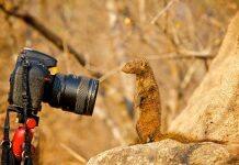 Academics celebrate 10 years of the Dwarf Mongoose Research Project