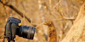 Academics celebrate 10 years of the Dwarf Mongoose Research Project