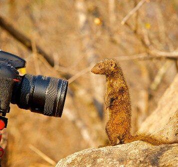 Academics celebrate 10 years of the Dwarf Mongoose Research Project