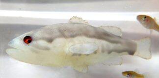 Robots use fear factor against highly invasive fish