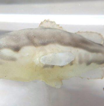 Robots use fear factor against highly invasive fish