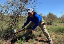 Stemming the tide of invasive weeds with world-first herbicide capsules