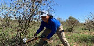 Stemming the tide of invasive weeds with world-first herbicide capsules