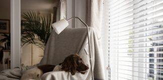 Things that go bang: 7 tips on helping your pet cope this storm and firework season