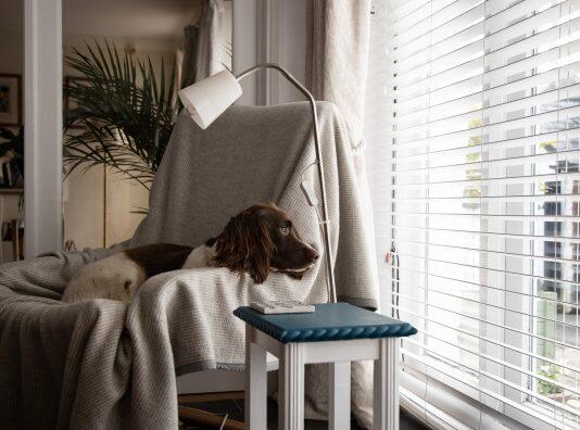 Things that go bang: 7 tips on helping your pet cope this storm and firework season