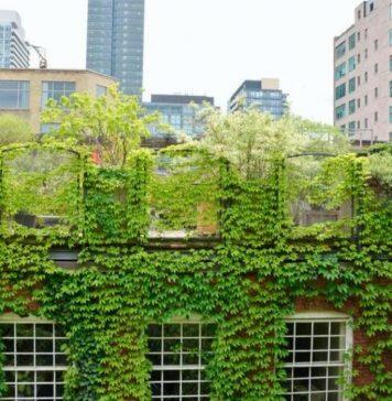 Up on a roof: why New Zealand’s move towards greater urban density should see a rooftop revolution