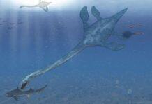 A medical scan reveals the secrets of New Zealand’s extinct marine reptiles, almost 150 years after the fossils’ discovery