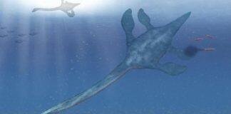 A medical scan reveals the secrets of New Zealand’s extinct marine reptiles, almost 150 years after the fossils’ discovery