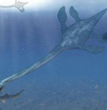 A medical scan reveals the secrets of New Zealand’s extinct marine reptiles, almost 150 years after the fossils’ discovery