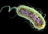 Scientists uncover ‘resistance gene’ in deadly E. coli