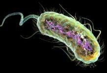 Scientists uncover ‘resistance gene’ in deadly E. coli