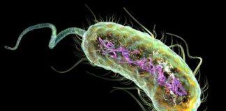 Scientists uncover ‘resistance gene’ in deadly E. coli