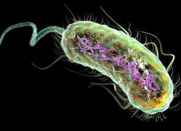 Scientists uncover ‘resistance gene’ in deadly E. coli