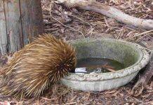 Citizens recruited to unlock the secret lives of echidnas