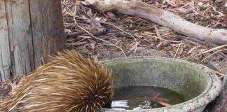 Citizens recruited to unlock the secret lives of echidnas